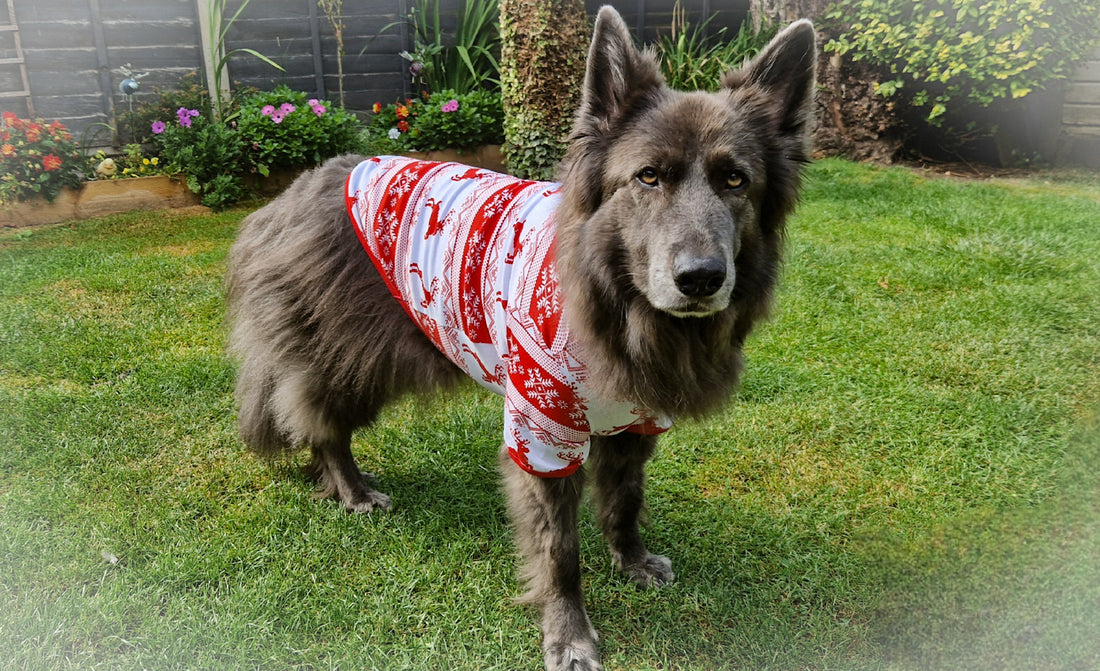 Dog and Cat Christmas PJs