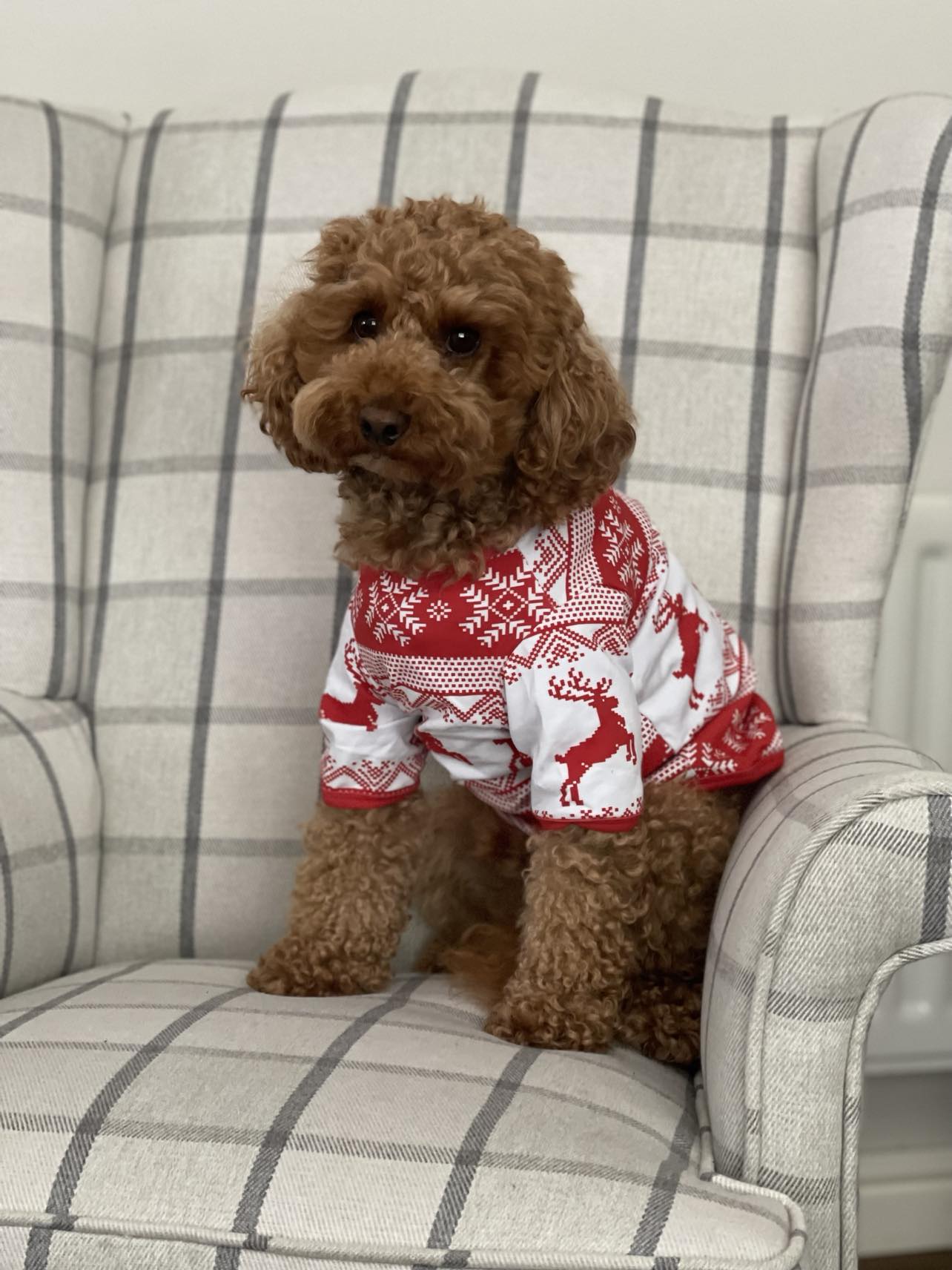 Dog Christmas Pyjamas